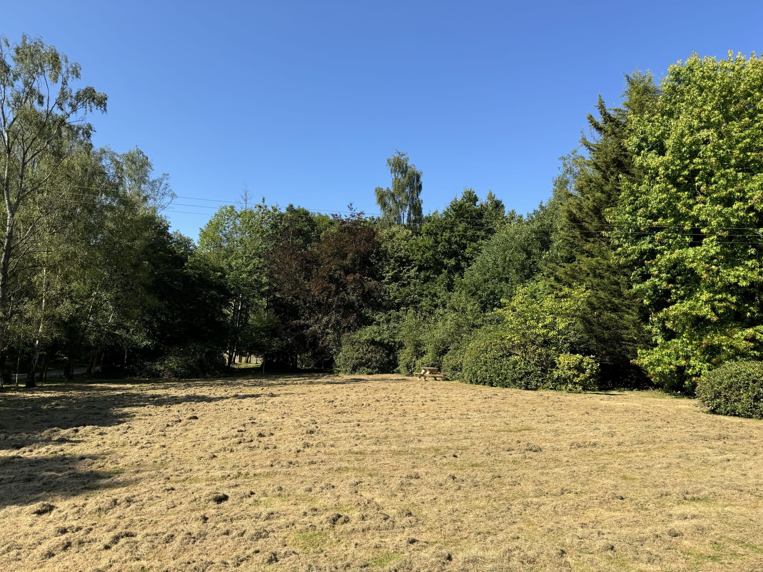 Self build plot in stunning woodland location for sale in Biddenden, via The Land Agency